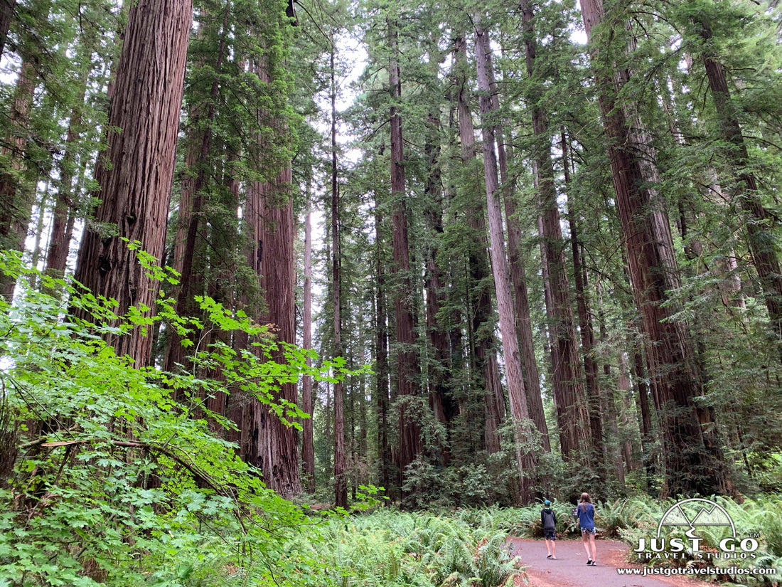 Stout Memorial Grove at Jedediah Smith Redwoods State Park