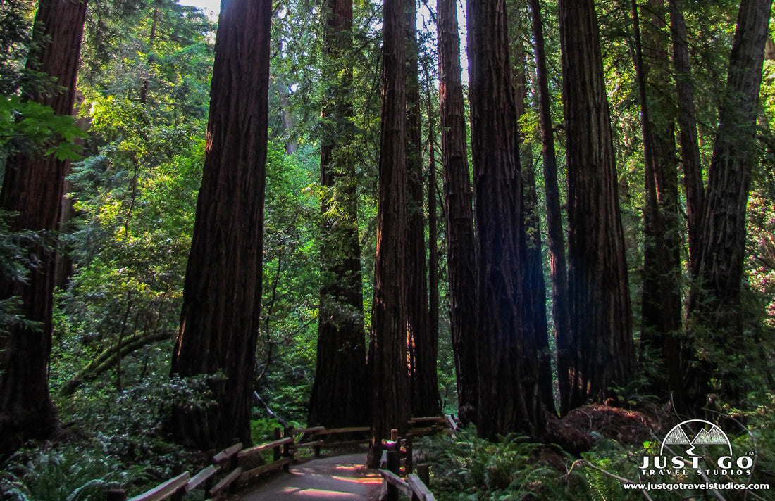 Muir Woods National Monument boardwalk in the woods