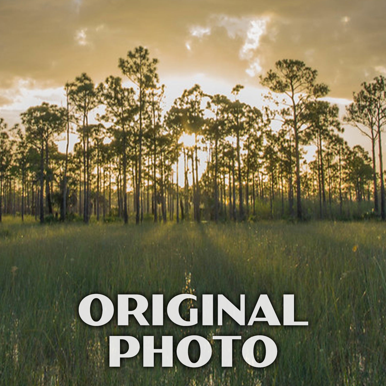 Big Cypress National Preserve Poster - WPA (Birdon Road)