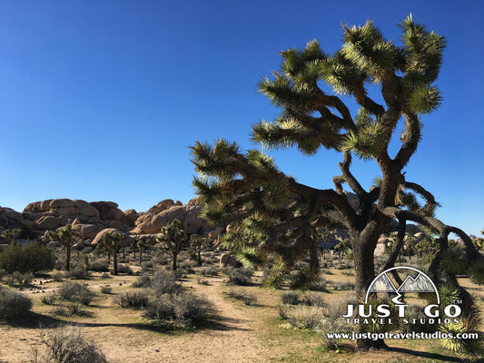 Joshua Tree National Park – A Full Day of Hiking and Adventures
