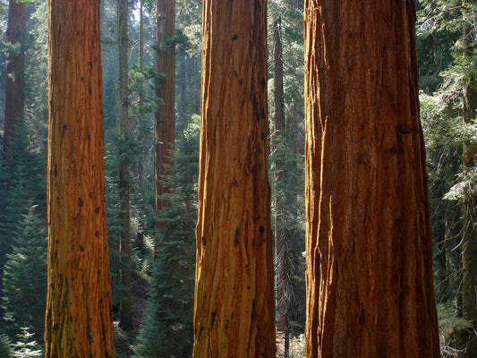Sequoia National Park Campgrounds