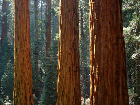 trees at Sequoia National Park