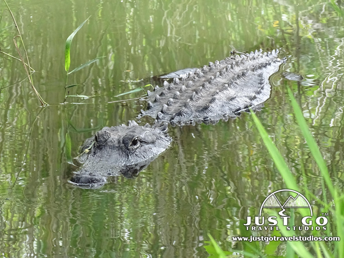 Alligator in Everglades National Park 