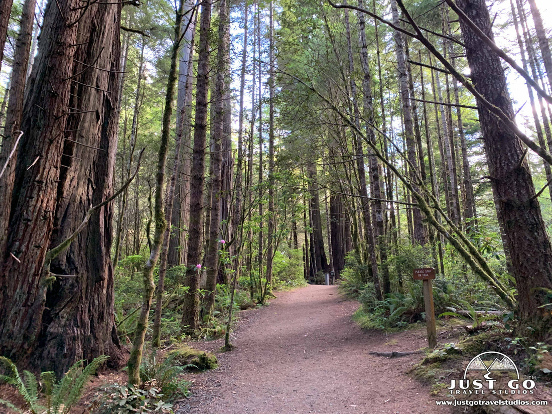 Lady Bird Johnson Trail in Redwood National Park