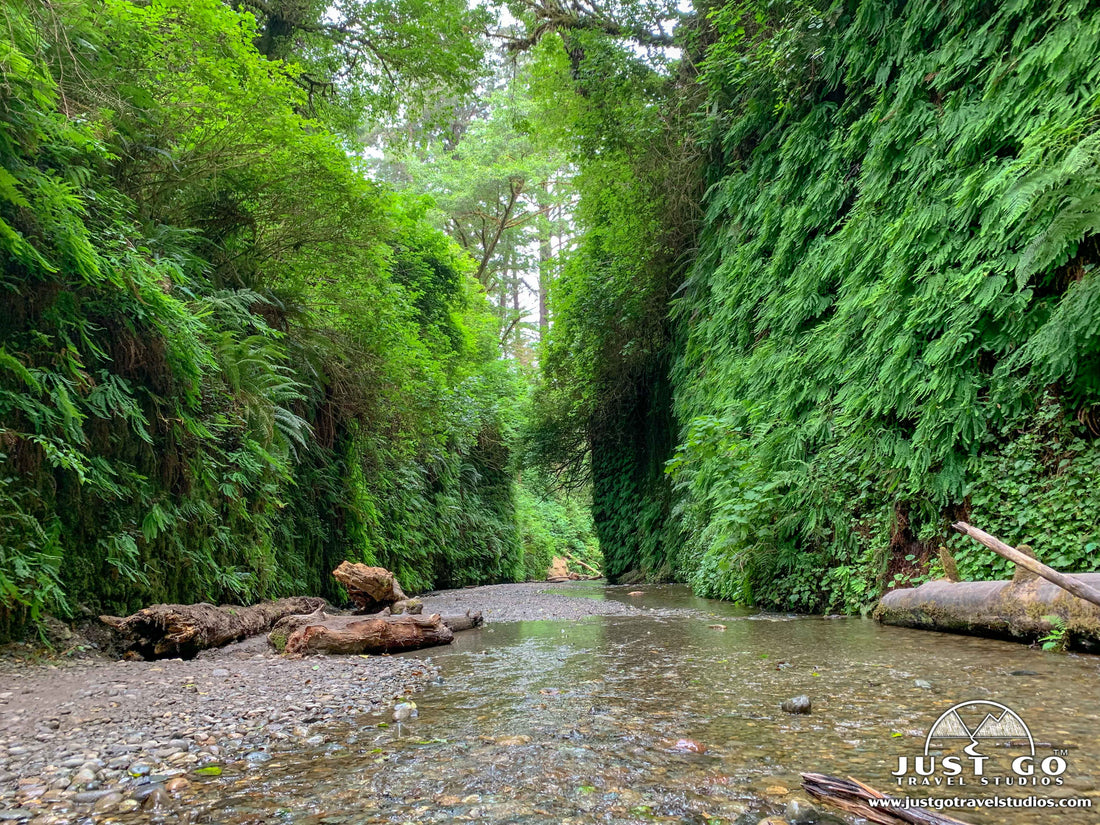 Fern Canyon in Redwood National Park