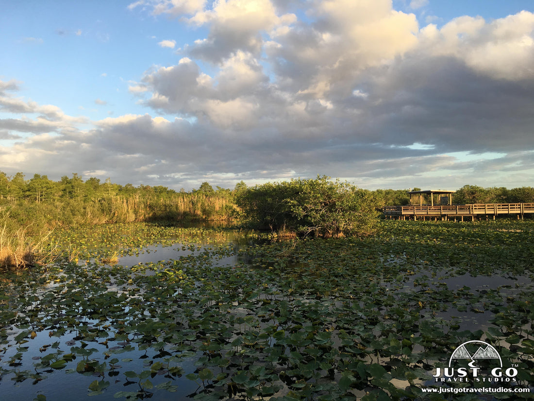 Anhinga Trail bog at Everglades National Park