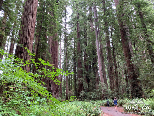 Stout Memorial Grove at Jedediah Smith Redwoods State Park 