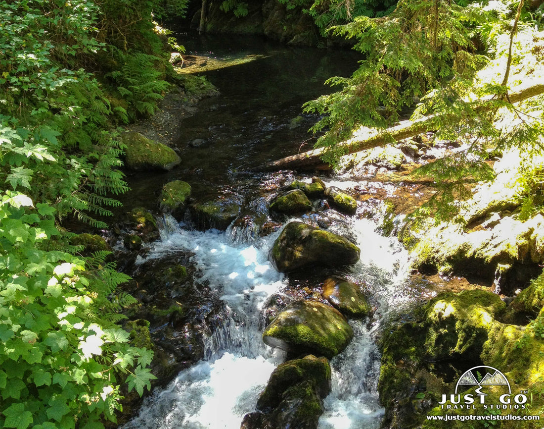 Spruce Nature Trail in Olympic National Park