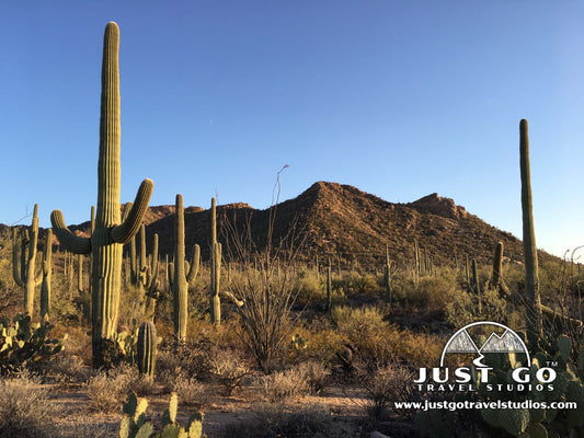 Saguaro National Park: Things to Do, Maps, Scenic Drives, Weather & More