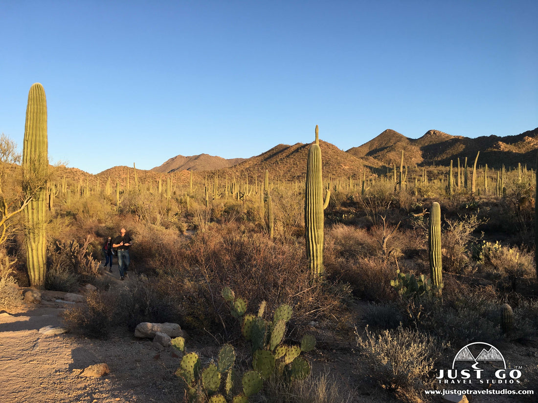 Valley View Overlook Trail in Saguaro National Park