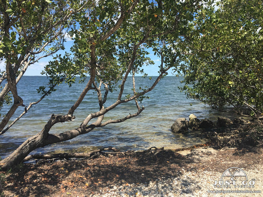 Biscayne National Park mangroves