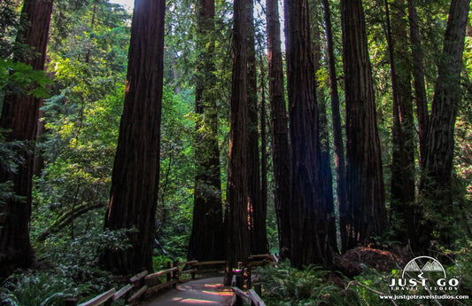 Muir Woods National Monument boardwalk in the woods