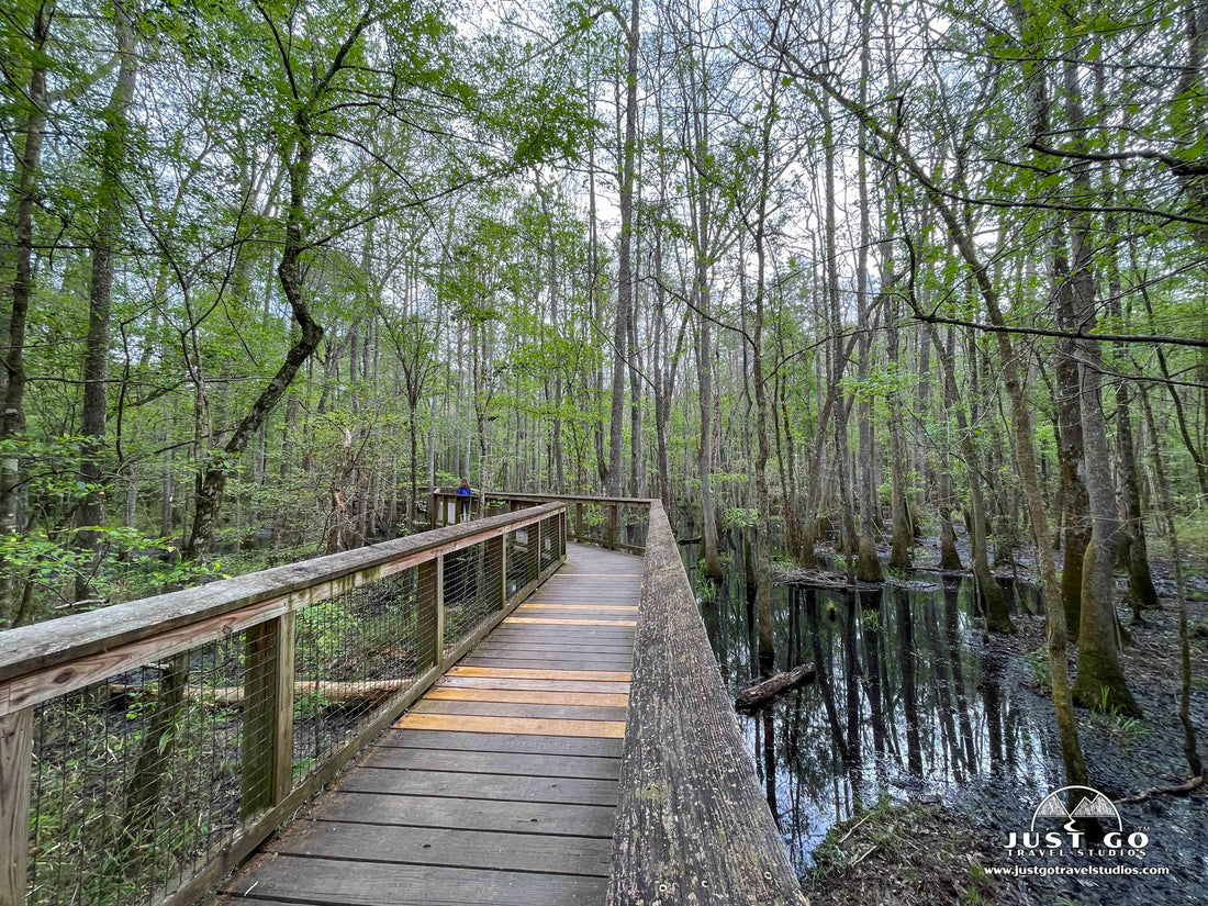 Boardwalk Loop at Congaree National Park