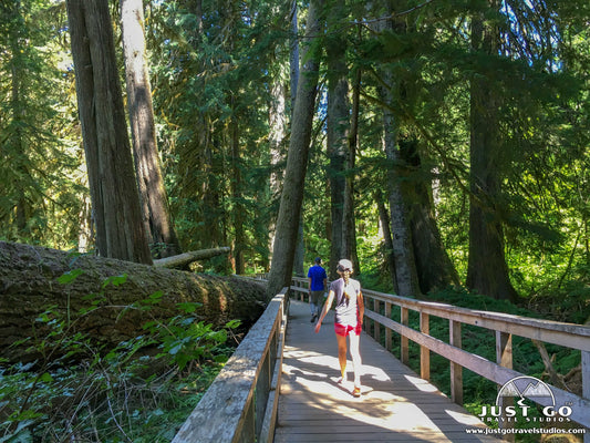 Grove of the Patriarchs Trail in Mount Rainier National Park