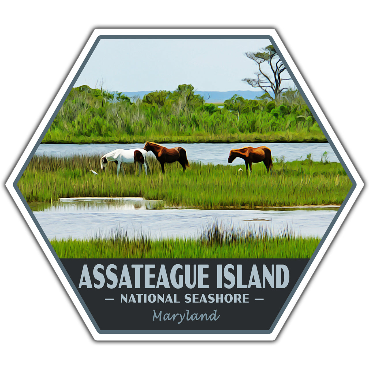assateague island national seashore sticker