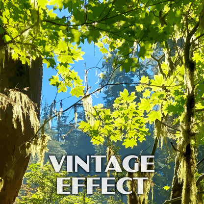 Bogachiel State Park Poster-WPA (Forest View)