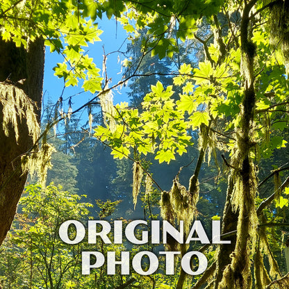 Bogachiel State Park Poster-WPA (Forest View)
