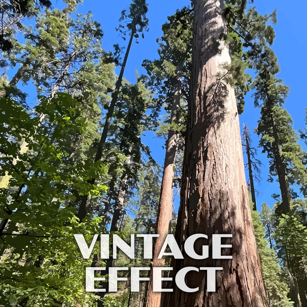 Calaveras Big Trees State Park Poster-WPA (Giant Sequoias)