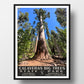 Calaveras Big Trees State Park Poster