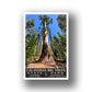 Calaveras Big Trees State Park Poster-WPA (Giant Sequoias)