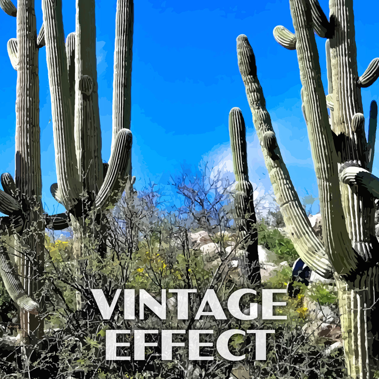 cactus state Catalina State Park Poster-WPA (Cactus)