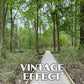 Congaree National Park Poster - WPA (Low Boardwalk Straight)