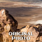 Death Valley National Park Poster-WPA (Dantes View)
