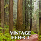 Humboldt Redwoods State Park Poster-WPA (Rockefeller Forest with Road)