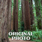 Jedediah Smith Redwoods State Park Poster-WPA