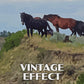 Theodore Roosevelt National Park Poster-WPA (Wild Horses)