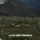 Rocky Mountain National Park Poster-Alpine Ridge Trail – Just Go Travel ...