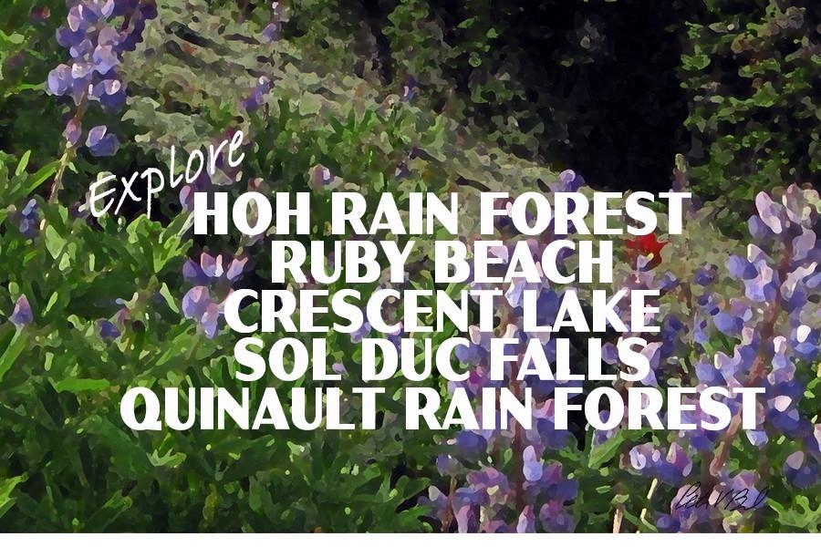 Olympic National Park Poster-Hurricane Ridge Wildflowers